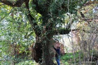 Quercia Fondannone
